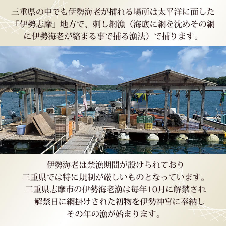 伊勢海老 三重県  伊勢志摩産 【冷凍】《約1㎏ 2尾～5尾※尾数選択可》 伊勢エビ 産地直送 天然 伊勢えび 三重県産 伊勢志摩直送 お歳暮　ギフト