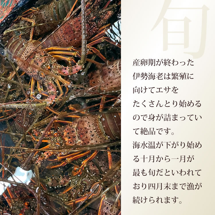 伊勢海老 三重県 伊勢志摩産 【冷凍】《2尾 計約500g 》 伊勢エビ 産地直送 天然 伊勢えび 三重県産 伊勢志摩直送 お歳暮 ギフト