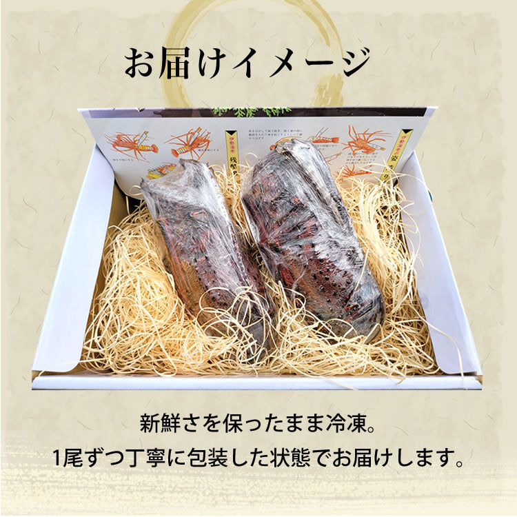 伊勢海老 三重県 伊勢志摩産 【冷凍】《2尾 計約500g 》 伊勢エビ 産地直送 天然 伊勢えび 三重県産 伊勢志摩直送 お歳暮 ギフト