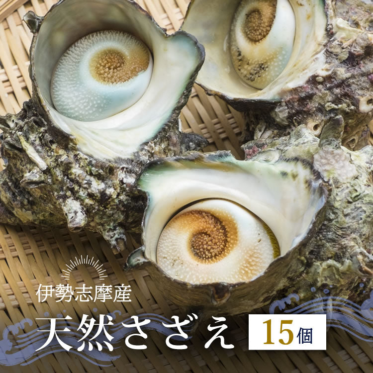 さざえ サザエ 活《15個セット》 三重県 伊勢志摩産 産地直送 天然 活さざえ 活サザエ 三重県産 伊勢志摩直送  BBQ バーベキュー お中元 ギフト