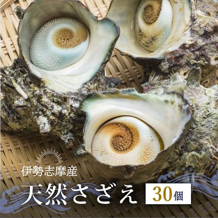 さざえ サザエ 活 《30個セット》三重県 伊勢志摩産 産地直送 天然 活さざえ 活サザエ 三重県産 伊勢志摩直送  BBQ バーベキュー お中元ギフト