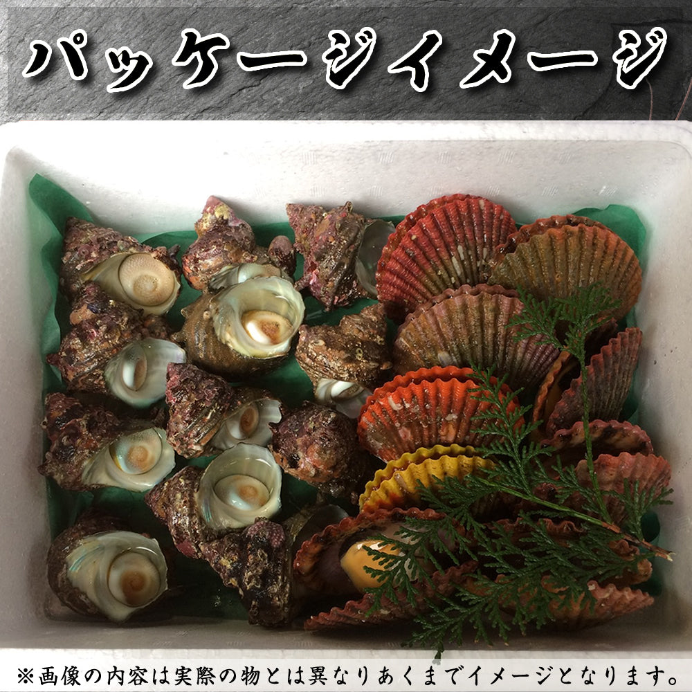 さざえ サザエ 活《15個セット》 三重県 伊勢志摩産 産地直送 天然 活さざえ 活サザエ 三重県産 伊勢志摩直送 BBQ バーベキュー お中元 ギフト