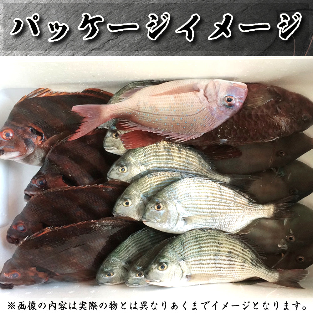 季節のおまかせ 本日の水揚げ魚セット 15匹~20匹 季節の魚 伊勢志摩産 産地直送 三重県産 伊勢志摩直送 《約5種類~8種類》 お楽しみ BBQ バーべキュー お歳暮 ギフト