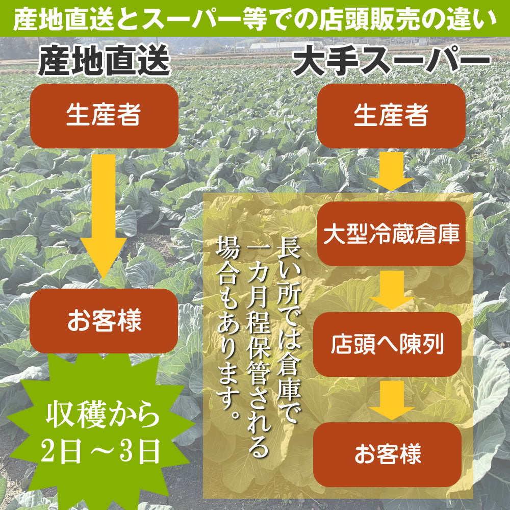 野菜セット 旬の野菜 詰め合わせ 毎日の食事に欠かせない 6〜9種