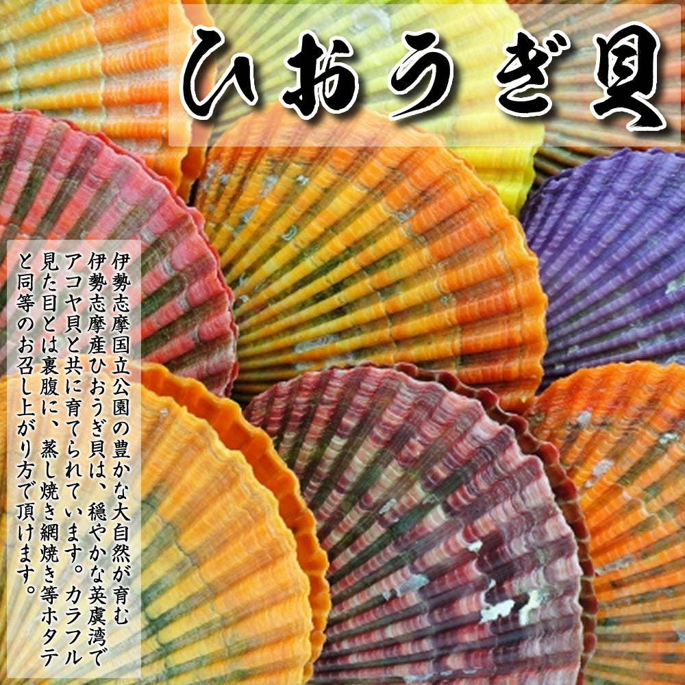 ひおうぎ貝 ヒオウギ貝（バタ貝、アッパッパ貝）《15個セット》 三重県 伊勢志摩産 産地直送 活ひおうぎ貝 三重県産 伊勢志摩直送 BBQ – 伊勢志摩 のOMOTENASHI