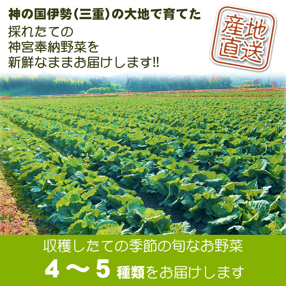 訳あり野菜 規格外野菜 とれたて新鮮！旬の訳あり野菜 詰め合わせ （4