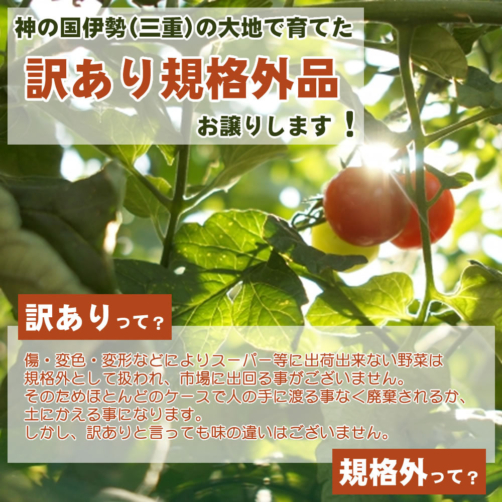 トマト緑トマト 緑とまと 新鮮野菜 農家直送 ハウス栽培 加工 調理用